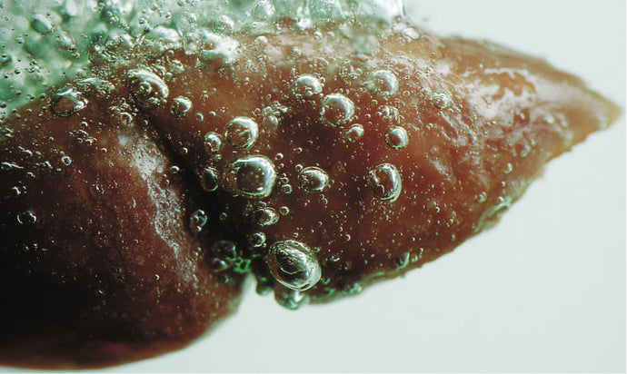 Liver Health: The Master Class On Fatty Liver