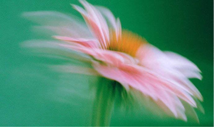 Echinacea