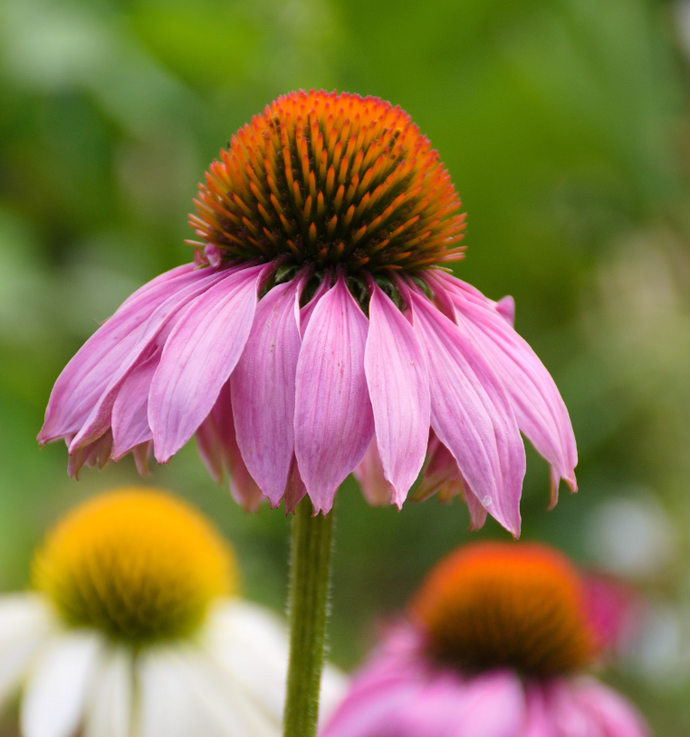 Echinacea