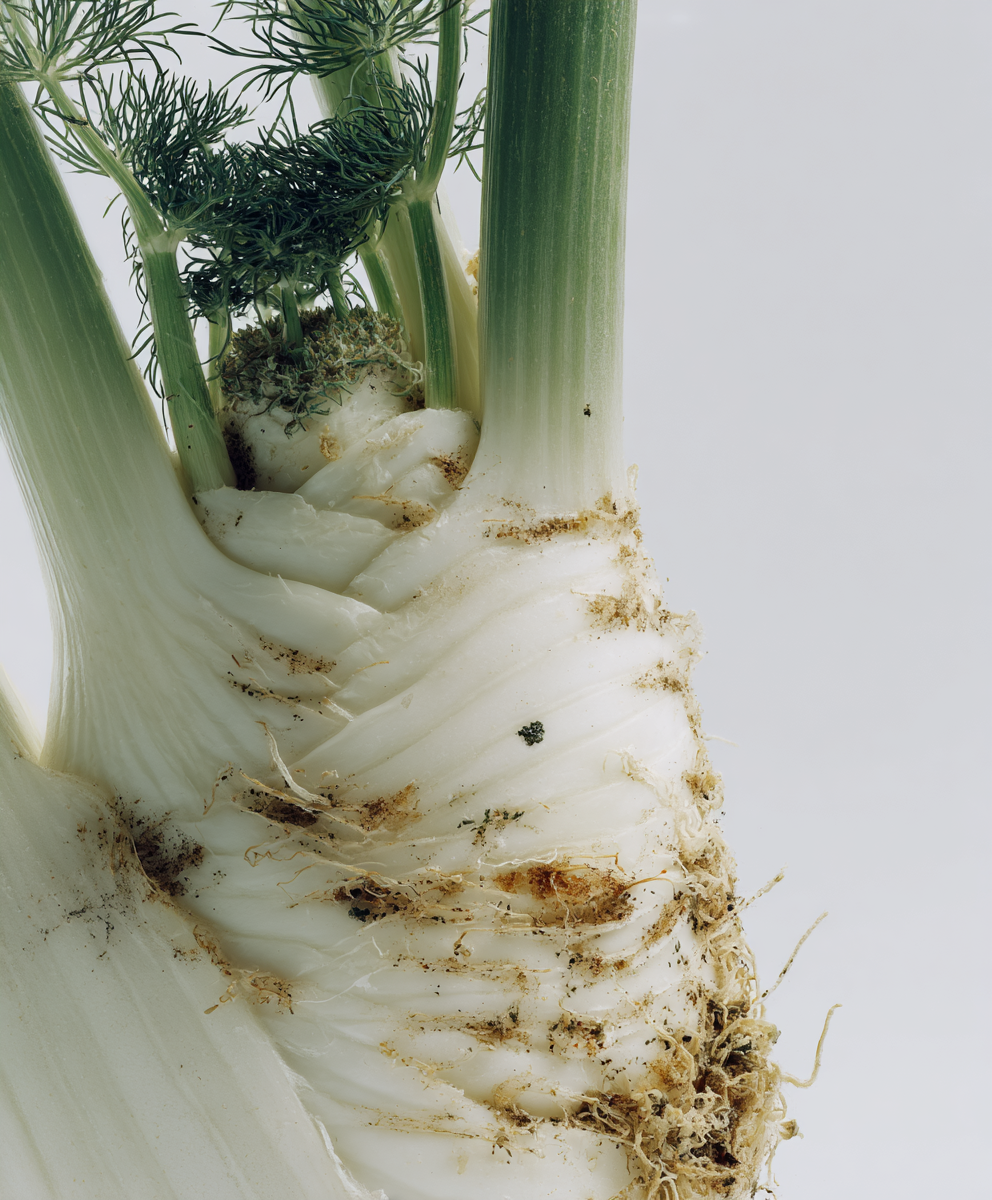 Fennel