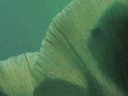 Longevity & General Health